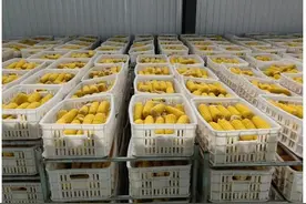 桦南县驼腰子镇：鲜食玉米喜迎丰收季 “黄金产业”链出乡村振兴新途径图片