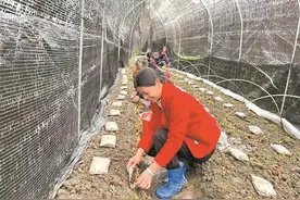 清远羊肚菌种植基地“致富伞”争相破土图片