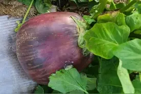 俄罗斯农业和生物学家：食用巨型蔬菜可能对人体健康不利图片