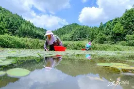 兴国：莼菜采收忙图片