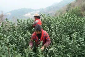 多地春茶抢“鲜”开采咯 “浙”一抹茶香等你品味图片