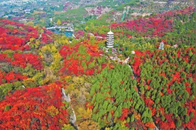 山东济南：层林尽染图片