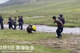300斤棕熊偷吃粮食头被卡塑料桶，警民联手营救，当时“人和熊都很紧张”图片