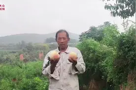 山东水果大battle图片