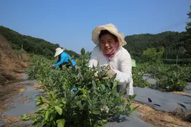 陕州区：颗颗蓝莓醉人心图片