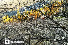 惊艳！福州永泰青梅花盛开，宛如世外桃源图片