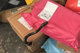 南宁一快递盒钻出黑蛇 记者调查：活体宠物收寄难禁，治理监管遇窘境丨封面深镜图片