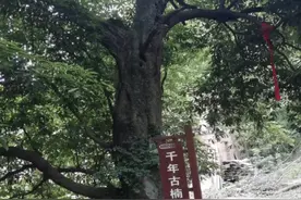 风景不凡！庙滩镇郭峪村泉眼古树守望千年图片