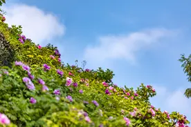 重庆垫江：牡丹花开迎客来图片