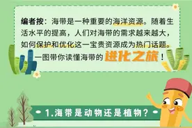 一图读懂海带的进化之旅图片