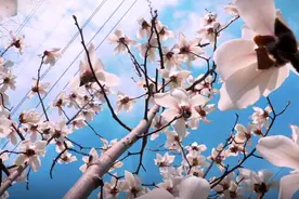 樱花车站、“冷门”白玉兰观赏地……帧帧是壁纸！静安这些宝藏赏春点无需人挤人图片