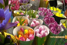 40元一束！斗南花市郁金香鲜切花上市啦图片