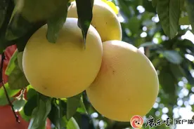 南宁市邕宁区那楼蜜柚成熟采摘正当时图片