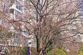杏花树下荡秋千图片