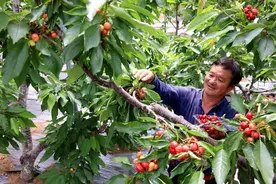 枣庄：“樱桃之乡”樱桃丰收助民增收图片