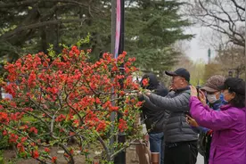 北京多家公园春花进入最佳观赏期，清明假期还有这些活动图片