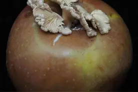 苹果里长出的那朵菌要当“妈妈”了！昆明专家拿它去做研究，然后……图片