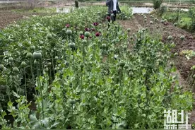 花甲老人种植罂粟1300株！原因让人无言以对……图片