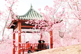 以花为媒！2024年七彩梦乡·昆明宜良樱花文化旅游节开幕图片