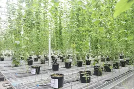 关于啤酒节，你知道酿酒离不开这些植物吗→图片