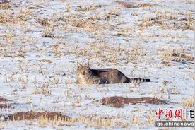 甘肃山丹马场首次发现国家一级重点保护动物荒漠猫图片