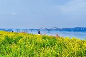 2025长沙油菜花海即将霸屏图片