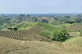 一叶茶、一粒果、一片稻、一山风景 | 富民产业调研行①图片