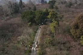 春意盎然不觉晓，过年更觉春光好！图片