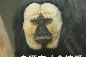 猴子“丑”上热搜，网友：大开眼界了图片
