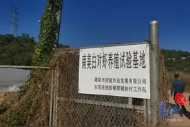 莞揭帮扶结硕果（二）：水里捞“金”！南美白对虾年产值逾亿元图片