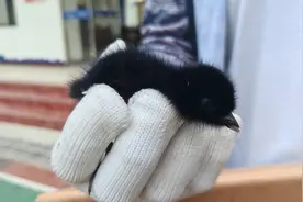 三亚海岸警察成功救助三只国家三有保护动物白胸苦恶鸟雏鸟图片