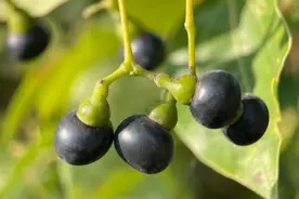 石榴，苹果，海棠……一波“好看但不能吃”的观赏果实上线图片