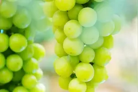 把色彩炫进嘴里！永仁的“多巴胺”水果甜蜜来袭~图片