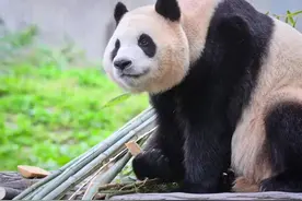 “明星”福宝复出，今日见面图片