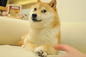 经典表情包“doge”原型小狗Kabosu去世图片