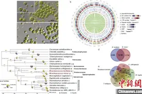 华大等破译结皮绿藻基因密码 为沙漠改造提供科学支撑图片