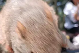 有一种叫云南的生活｜你好！你的苍山小松鼠发来问候，并请求分享零食图片