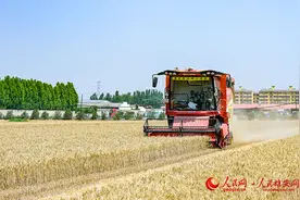 雄安新区：无人收割机助力麦田夏收图片