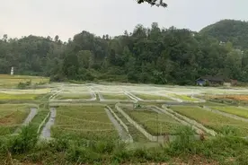 沿河：“稻＋蛙”综合种养通过县级测产验收图片