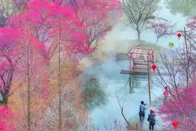 荆州区恒荣梅园风景如画，吸引游客纷至沓来图片