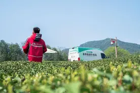 推动“春茶经济”上行，京东物流春茶寄递再提速图片