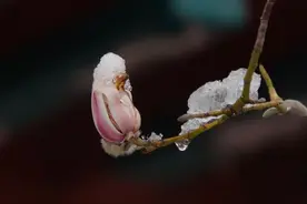 趵突泉雪后玉兰图片