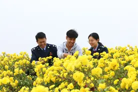 新泰税务：黄菊花晒出幸福好日子图片