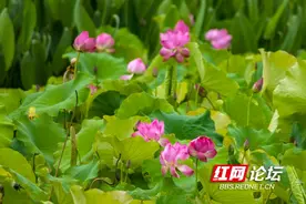 又见“夏雨荷”！长沙西湖公园：雨后荷花承恩露，人间夏日好清凉图片