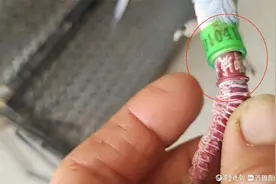 信鸽受伤，获聊城好心人救助，为它寻找主人图片