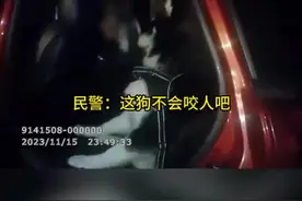 狗狗全责？车内两只狗打闹男子劝架撞上高速护栏图片
