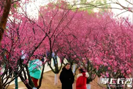 组图｜红梅报春来图片