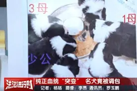 名贵纯血边牧被人掉包，女主人报案，北京警方：两名离职员工被刑拘图片