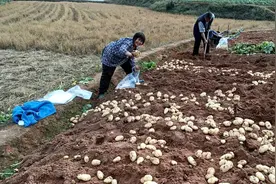 荣县4万余亩9万多吨马铃薯陆续开挖上市啦图片