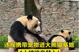 藏匿宠物进熊猫基地被禁止终身入园，遵守规则是对动物保护的基本尊重图片